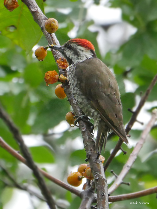 Stierling's Woodpecker