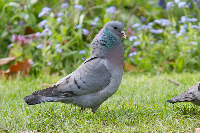 Stock Dove