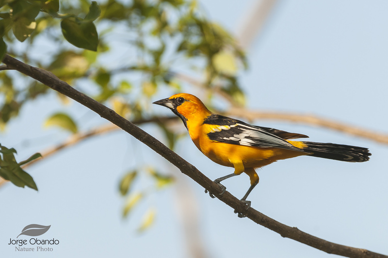 Streak-backed Oriole