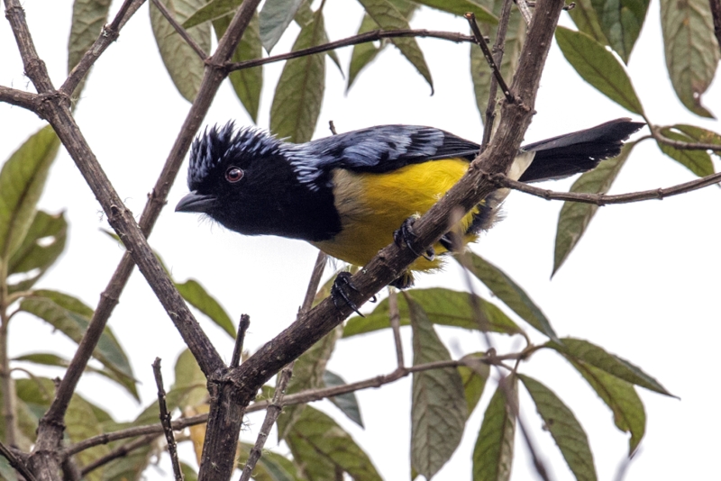 Streak-crowned Mountain Tanager