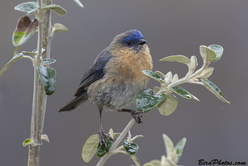 Streaked Dacnis