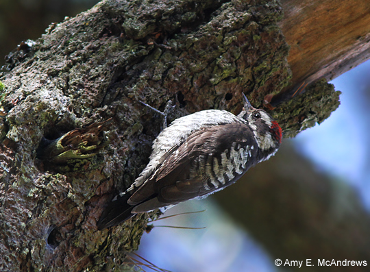 Strickland's Woodpecker