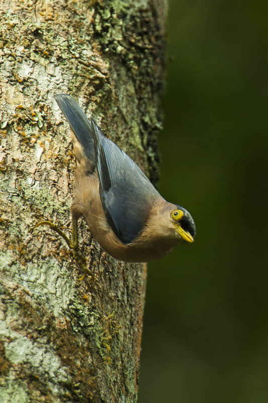 Sulphur-billed Nuthatch