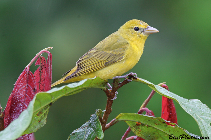 Summer Tanager