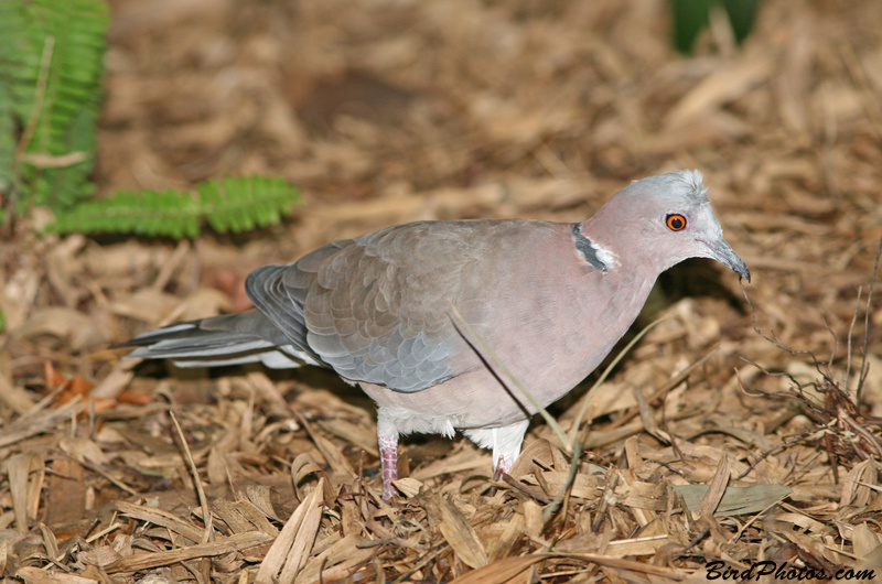 Sunda Collared Dove