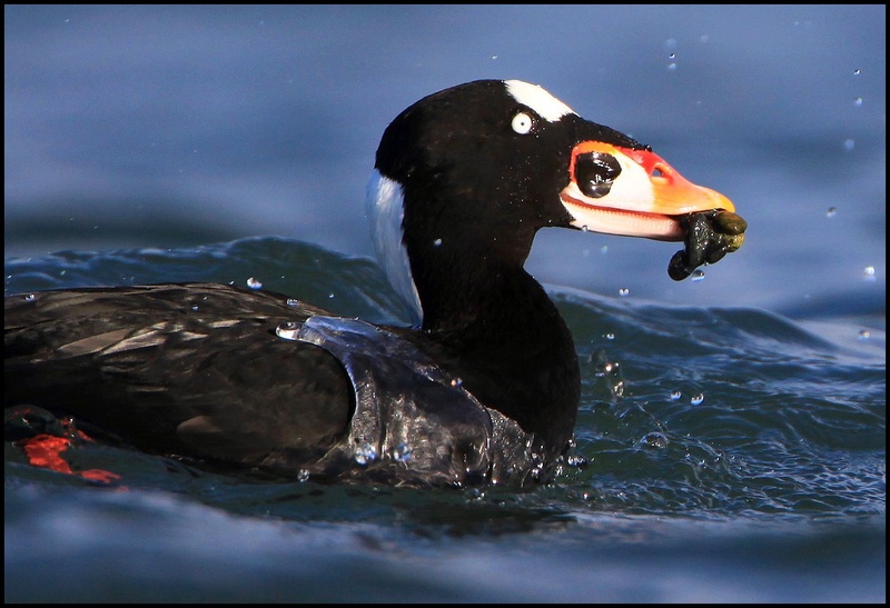 Surf Scoter