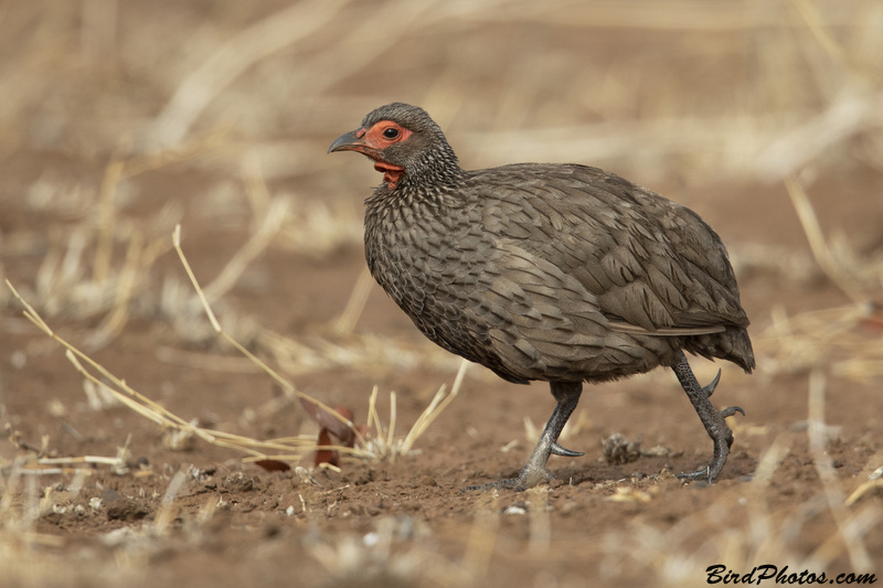 Swainson's Spurfowl