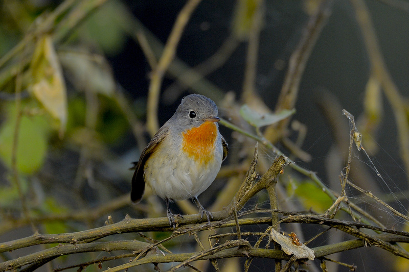 Taiga Flycatcher