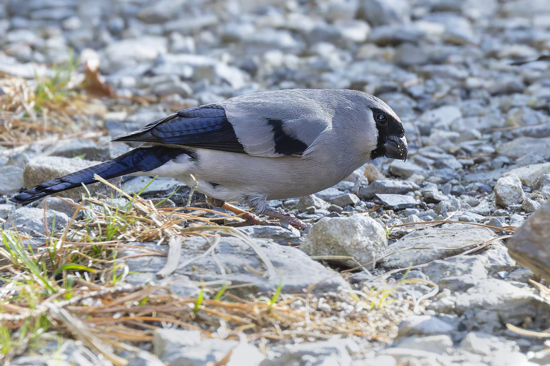 Taiwan Bullfinch