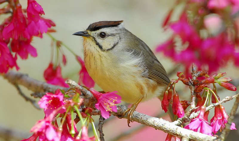 Taiwan Yuhina