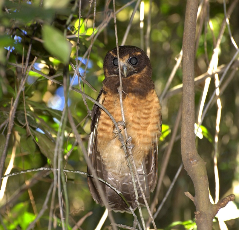 Tawny-browed Owl