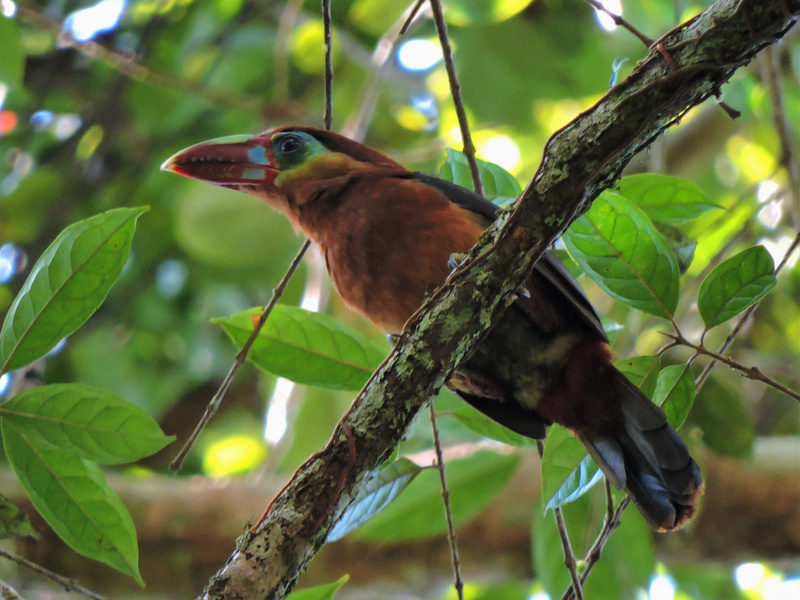 Tawny-tufted Toucanet