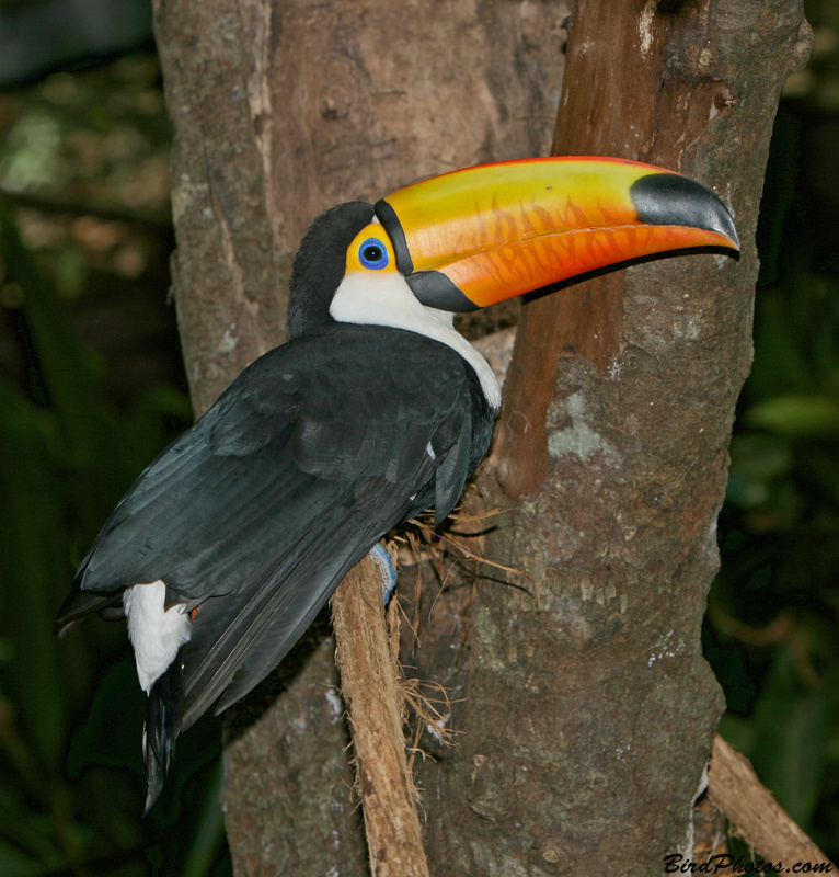 Toco Toucan