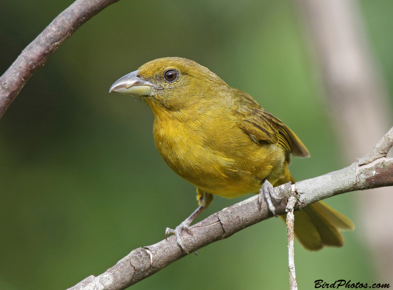 Tooth-billed Tanager