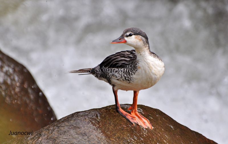 Torrent Duck