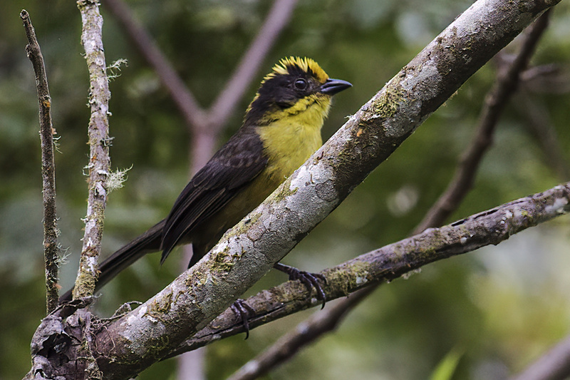 Tricolored Brushfinch