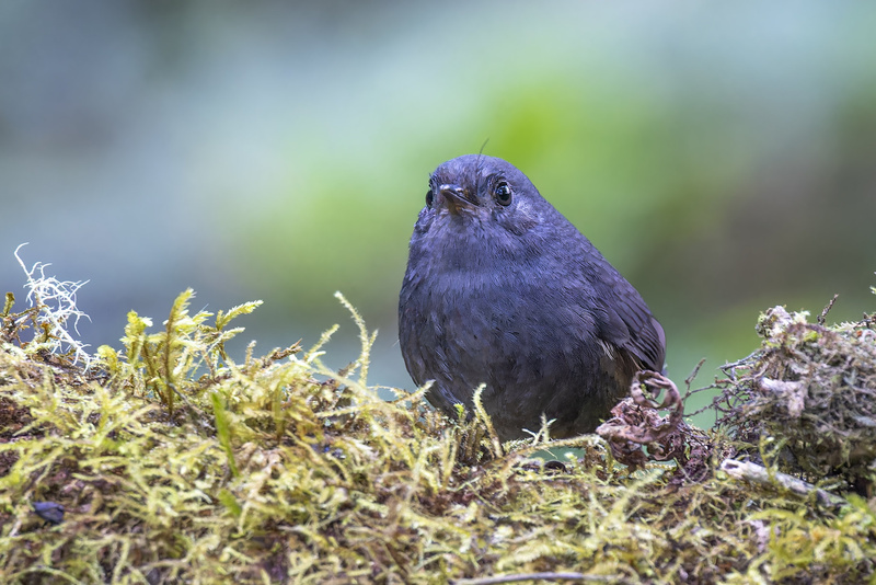 Trilling Tapaculo