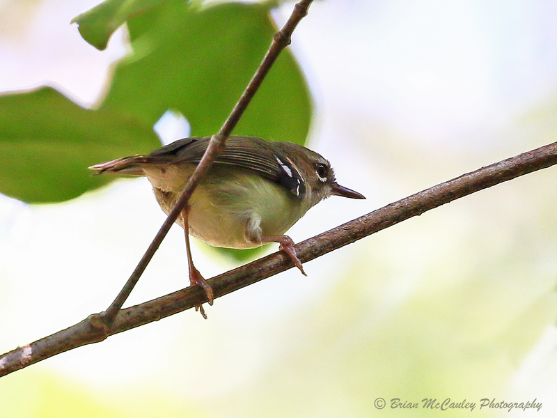 Tropical Scrubwren