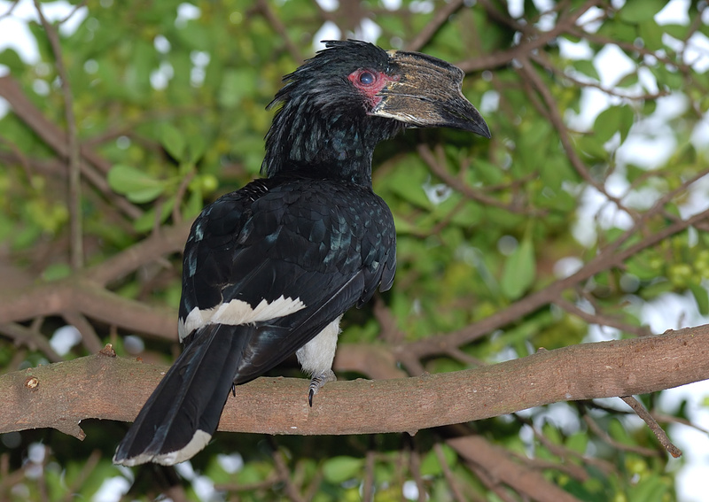 Trumpeter Hornbill