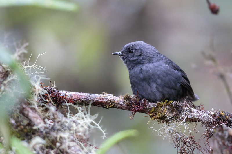 Tschudi's Tapaculo