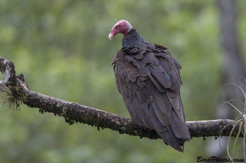 Turkey Vulture