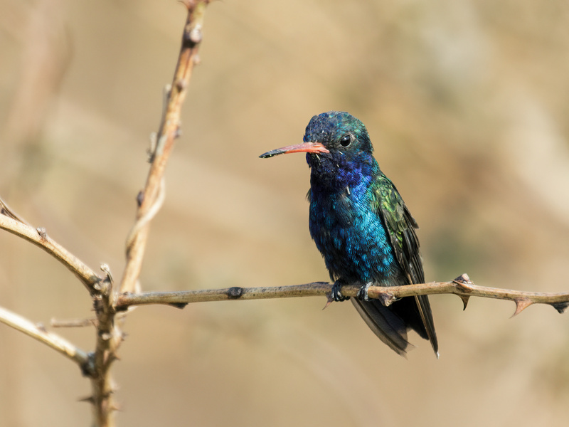 Turquoise-crowned Hummingbird