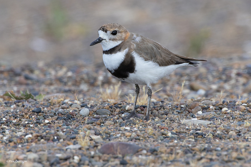 Two-banded Plover