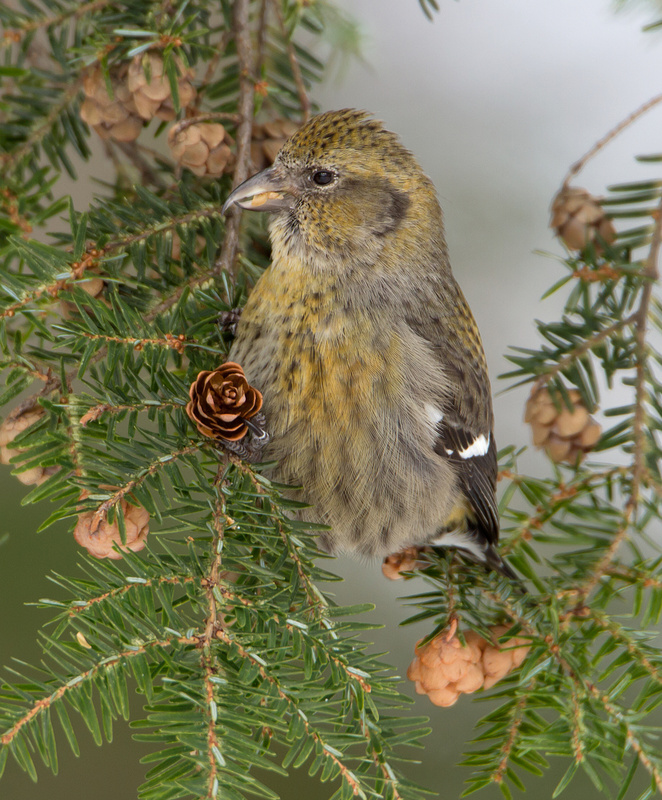 Two-barred Crossbill