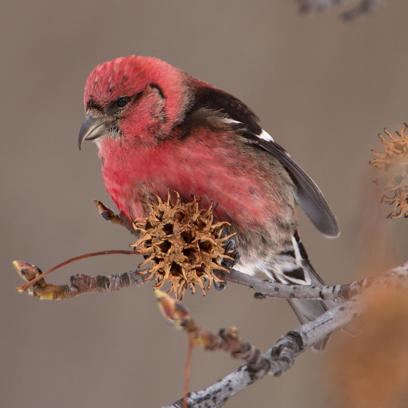 Two-barred Crossbill