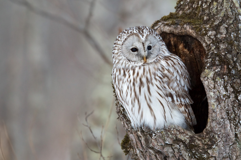 Ural Owl