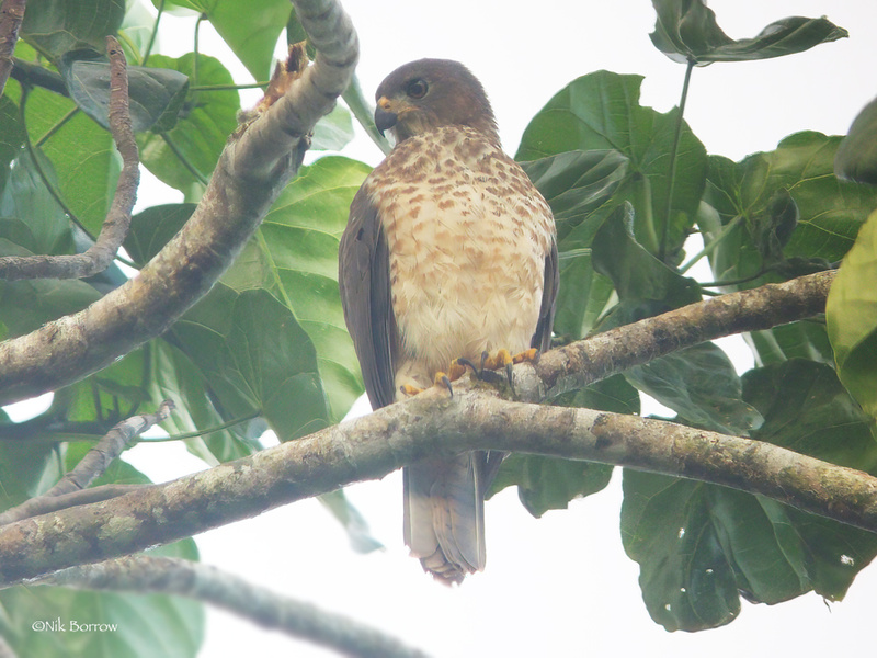 Variable Goshawk