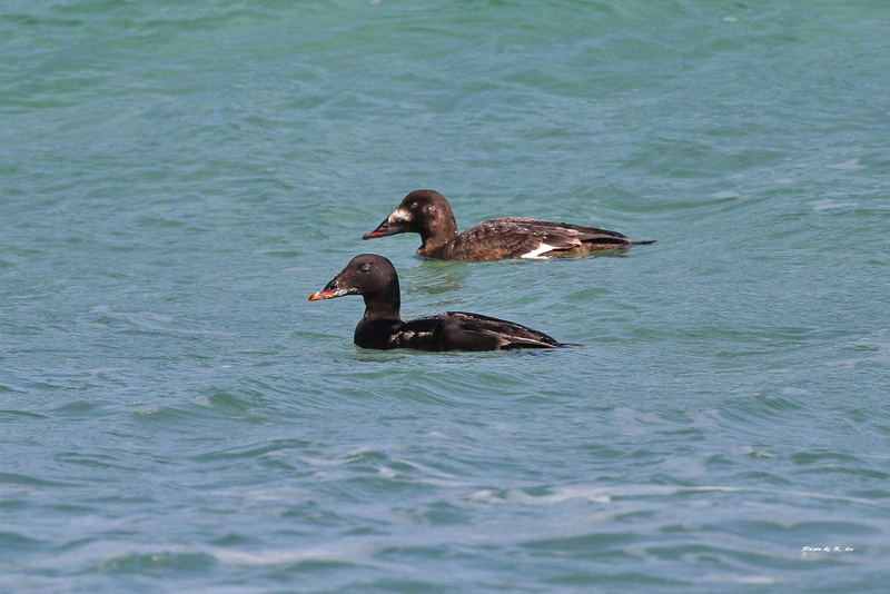 Velvet Scoter