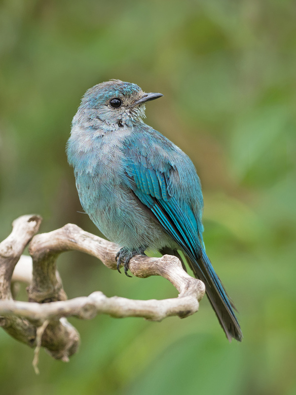 Verditer Flycatcher