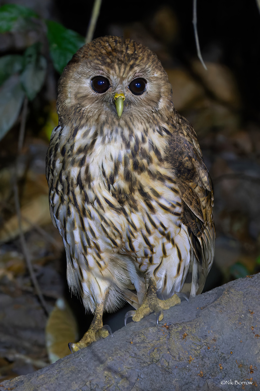 Vermiculated Fishing Owl