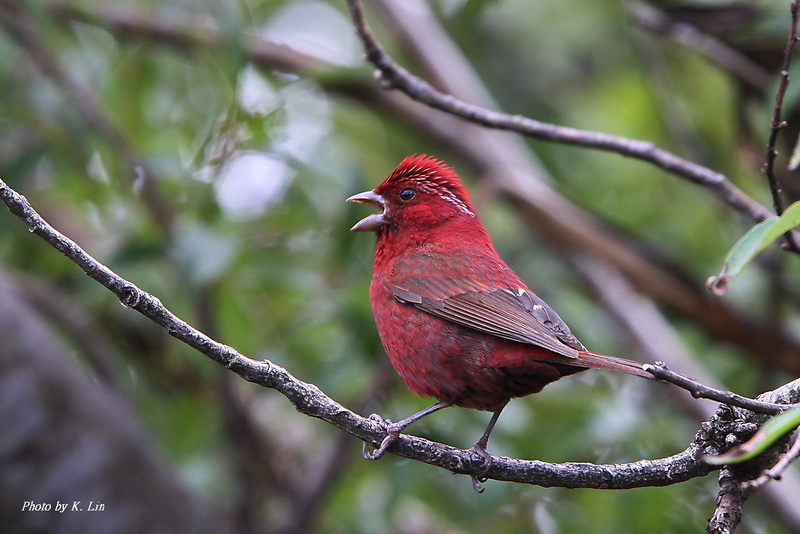 Vinaceous Rosefinch