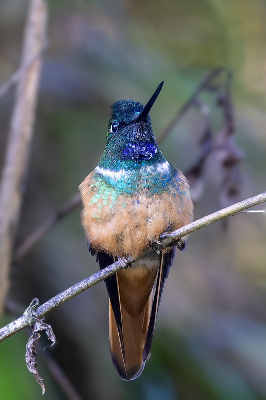 Violet-throated Starfrontlet