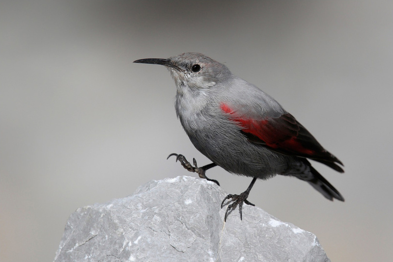 Wallcreeper