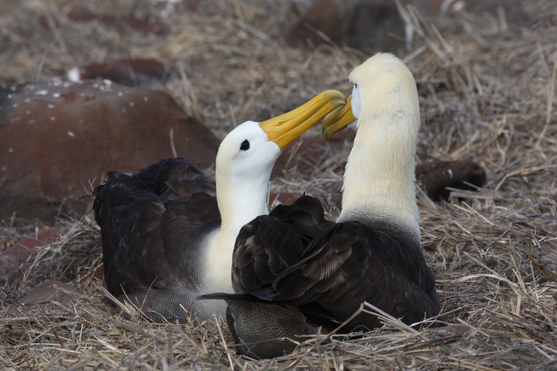 Waved Albatross