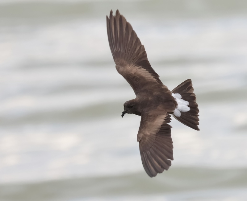 Wedge-rumped Storm Petrel