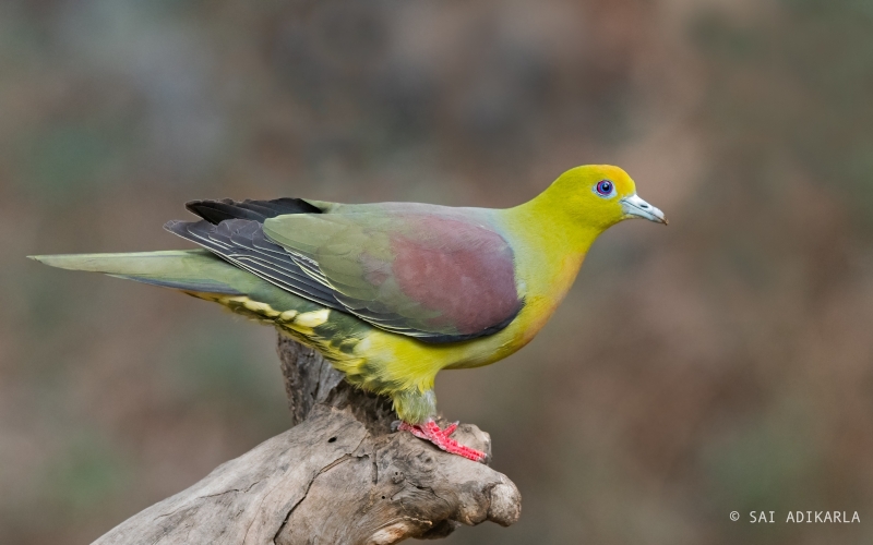 Wedge-tailed Green Pigeon