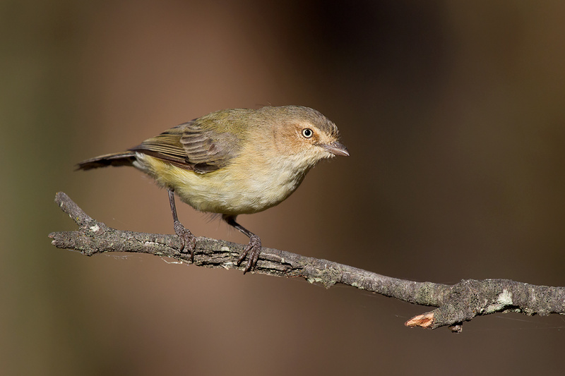 Weebill