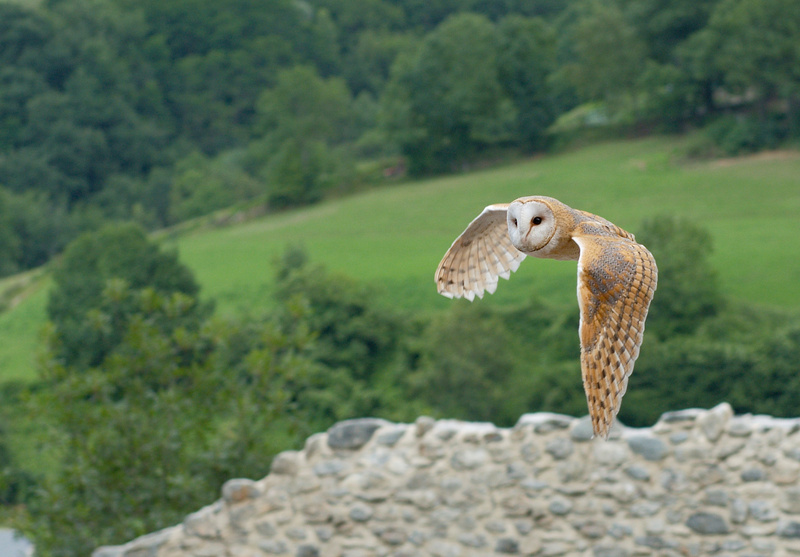 Western Barn Owl