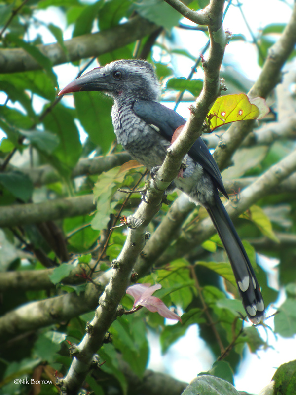 Western Dwarf Hornbill