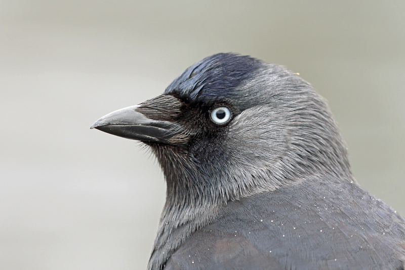 Western Jackdaw