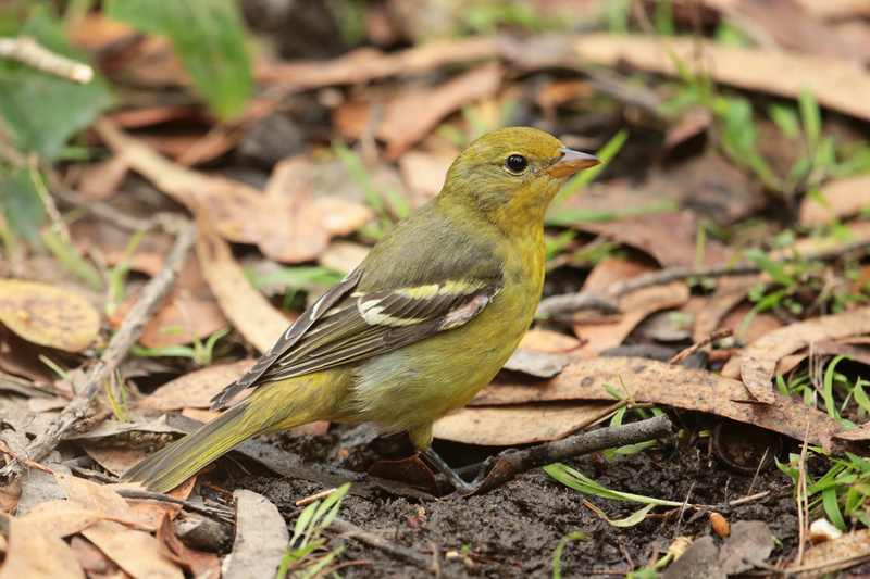 Western Tanager