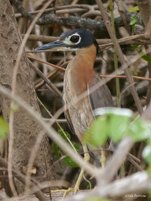 White-backed Night Heron