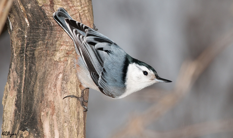 White-breasted Nuthatch