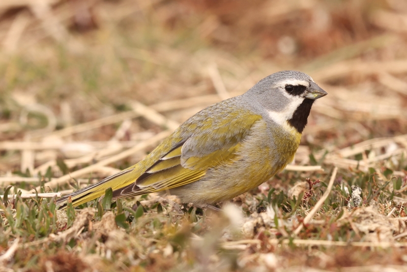 White-bridled Finch