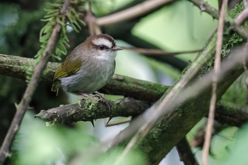 White-browed Crombec