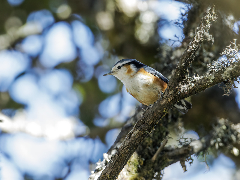 White-browed Nuthatch